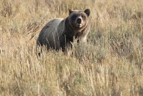 Hiker Assaulted by Wild Animal in Yellowstone Transported to Trauma Center