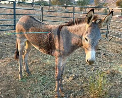 Wild Ass Healing After Recent Bow Assault on Free-Roaming Asses in the Golden State