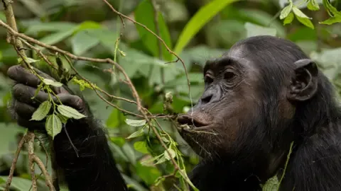 Wild Chimps Ingesting the Equivalent of a Beer Each Day from Overripe Fruits, Research Shows