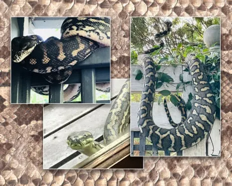 Accepting the Snakes in the Roof: A Journey from Fear to Respect