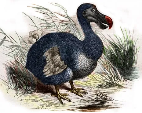 Scientists Claim They Have Achieved a ‘Major Breakthrough’ in Resurrecting the Dodo for the First Time in Multiple Generations